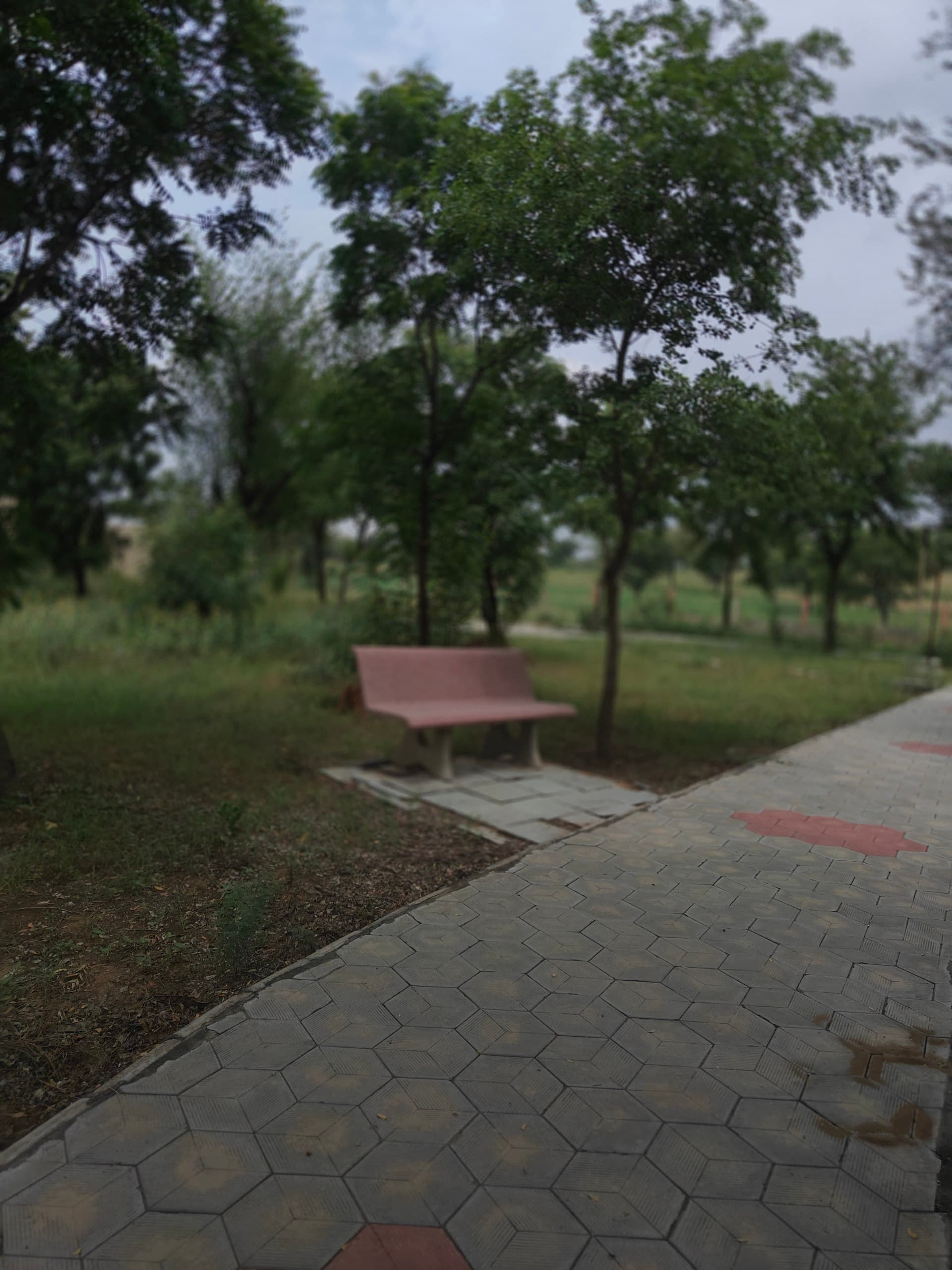 A quiet walking path and bench surrounded by trees at the Vipassana center