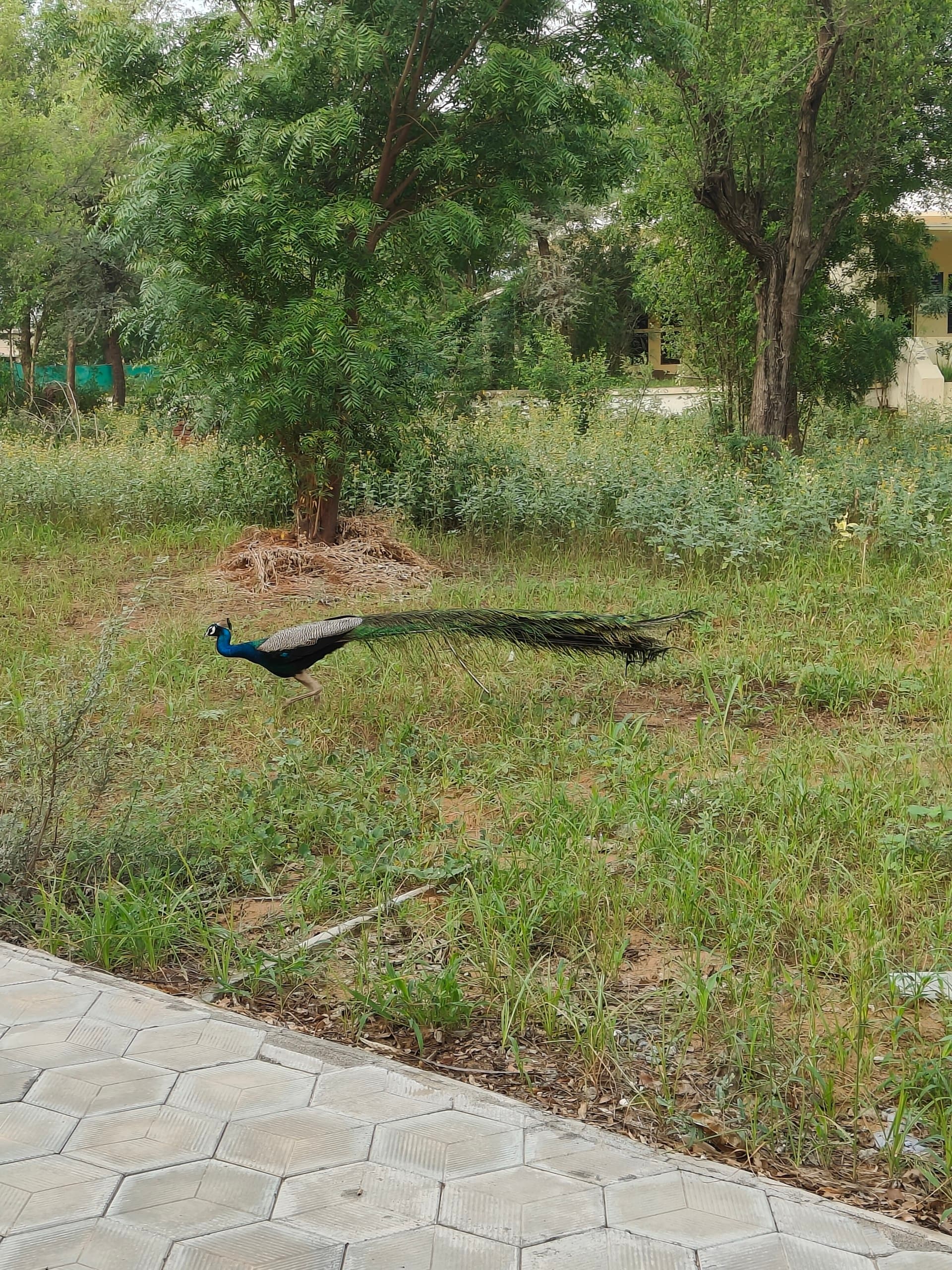 A peacock walking beside a path at the Vipassana center
